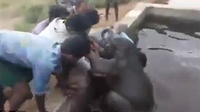 بالفيديو والصور.. قرويون ينقذون فيلا صغيرا من الغرق