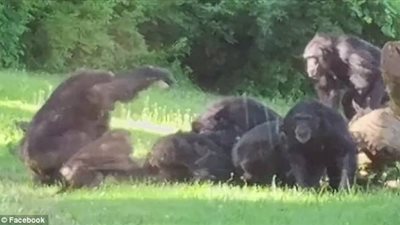 بالفيديو والصور.. قردة يقتلون شامبانزي بوحشية داخل حديقة حيوان