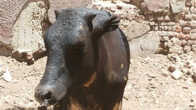 بالصور.. حريق مدمر يلتهم 5 رءوس ماشية ومحصول القمح بسوهاج