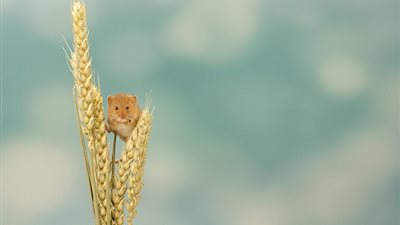 بالصور.. لقطات رائعة لفأر يمارس الأكروبات أثناء جمع طعامه