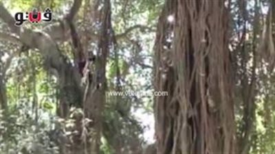 بالصور.. مظاهر الاحتفال بثالث أيام العيد.. زحام شديد بحديقة حيوانات الجيزة.. إقبال متوسط على الأسماك والفسطاط.. «الشرابية» أهم القبلات لانخفاض التذاكر.. وأهالي العريش يكتفون بالزيارات العائل