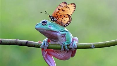فراشة تُقبل ضفدعا على طريقة أفلام ديزني (صور)