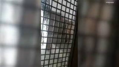 بالفيديو والصور.. نمر يهاجم أسرة بمنزلها في الهند