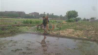 إزالة 11 مشتل أرز مخالف في القليوبية (صور)