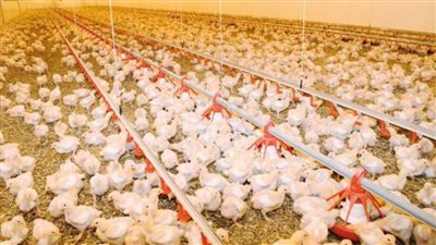 تجارية القاهرة: تراجع اسعار الدواجن جنيهين فى المزارع