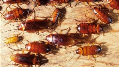 ماذا يعني رؤية الحشرات في الأحلام عند ابن سرين؟