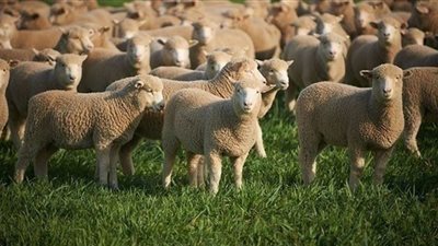 الكويت تستغني عن استيراد الأغنام من أستراليا