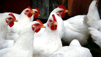 29 جنيهًا سعر كيلو الدواجن بالأسواق