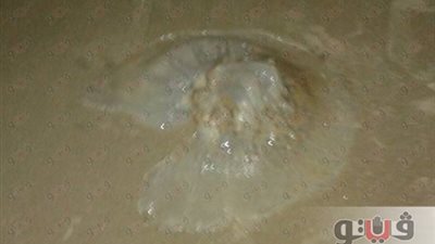 باحث بعلوم البحار يكشف أهم الشواطئ المنتشر فيها قناديل البحار