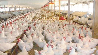 25 كيلو الدواجن البيضاء والساسو يسجل 32 جنيها