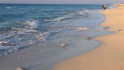 3 علاجات سريعة عند التعرض للسعات قنديل البحر