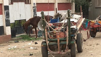 مهزلة.. مدخل مدرسة بنات بالدقهلية في قبضة «العربجية» (صور)