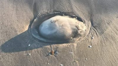 قناديل البحر تروع الأطفال بشواطئ ببورسعيد