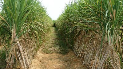 «منتجي القصب»: لم نتلق تعليمات من الحكومة بمنع زراعة المحصول