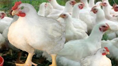 24.50 جنيها سعر كيلو الدواجن البيضاء