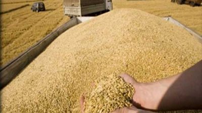 «الزراعة»: أرقامنا حول القمح الأدق وتوريد 3 ملايين طن حتى الآن
