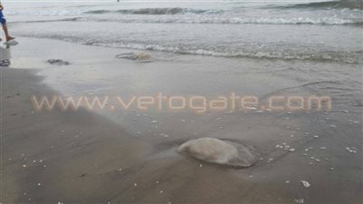 «علوم البحار» يكشف أسباب انتشار القناديل.. الملوحة وارتفاع درجة الحرارة يساهم في التكاثر.. تناول السلاحف للمخلفات البلاستيكية وانخفاض كميات الأسماك جعلها أكثر حرية.. وحواجز وقائية ضمن طرق ال