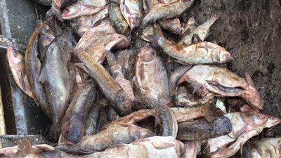 ضبط ١٦ طن أسماك غير صالحة للاستهلاك الآدمى برشيد