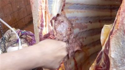 إعدام عجل يزن نصف طن لإصابته بالسل في الغربية