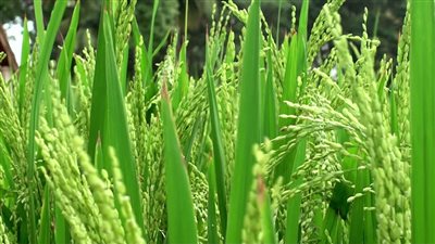 النائب خالد مشهور يطالب وزارة الزراعة بتبني زراعة الأرز الهجين