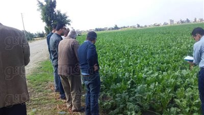 دورات مكثفة للنهوض بمحصول بنجر السكر بالبحيرة