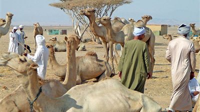 حلايب وشلاتين.. حكايات من حدود مصر الجنوبية (تقرير)
