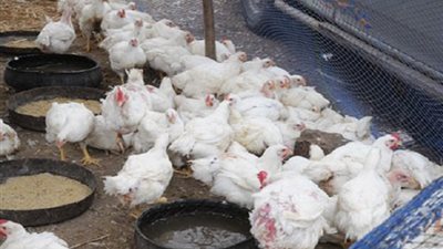 «الثروة الداجنة»: ارتفاع معدلات نفوق الدواجن بنسبة 20%