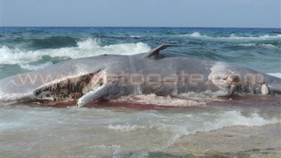 أسماك غريبة على شواطئ مطروح.. الأهالي يعثرون على حوت نافق بشاطئ كليوباترا.. الأمواج تقذف سمكة «صن فش» بمنطقة أبو شندي في السلوم.. تحنيط «قرص الشمس» ونقلها إلى متحف الأحياء البحرية