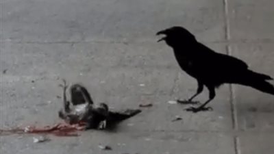 بالفيديو.. لقطات صادمة لغراب ينزع قلب حمامة على رصيف قطار