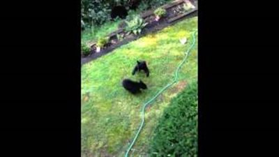 بالفيديو.. دبان يتشاجران على طريقة لاعبي الملاكمة