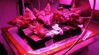 بالصورة.. ناسا تزرع «الخس» في الفضاء وتخطط لتصديره للأرض