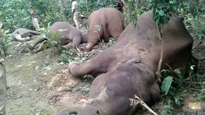 بالفيديو.. صعق عائلة فيلة بالكهرباء حتى الموت