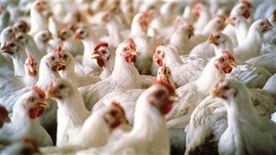 الدواجن البيضاء تسجل 28 جنيهًا وكرتونة البيض 36