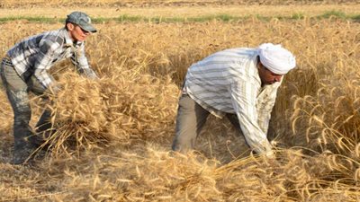 الزراعة: استلام 3.07 مليون طن قمح على مستوى الجمهورية حتى الآن