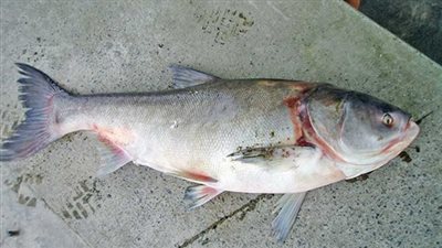 «قشر البياض» يسجل 21 جنيها بسوق العبور