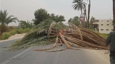 عودة حركة المرور بسوهاج بعد سقوط ٦ أشجار نخيل بأخميم (صور)