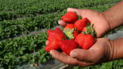 بعد نجاح الاجتماع الأول..مزارعو الفراولة يعقدون اجتماعهم الثاني للتحرك في مواجهة خفض الأسعار