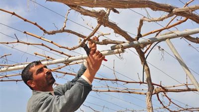 «نظافة الجيزة»: تقليم الأشجار يتم بالاكتفاء الذاتي من الهيئة