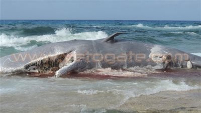 البيئة: إجراءات عاجلة للدفن الآمن للحوت النافق بمرسى مطروح