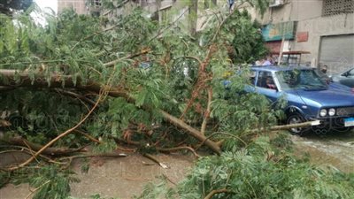 الرياح تقتلع أشجارا بعين شمس (صور)