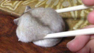 بالصور.. أطرف لقطات للحيوانات أثناء وقوعها في مأزق