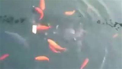 بالفيديو والصور.. فأر يسرق طعام أسماك بطريقة طريفة