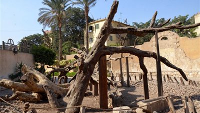 اغتيال «شجرة مريم» مع سبق الإصرار.. «جميزة» حمت العذراء من جنود هيرودس ويتجاهلها المسئولون.. بئر المياه تختلط بالصرف الصحي.. وتطوير المنطقة يضع المطرية على خريطة السياحة العالمية