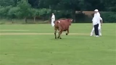 بالفيديو.. بقرة غاضبة تقتحم ملعبا خلال مباراة كريكيت