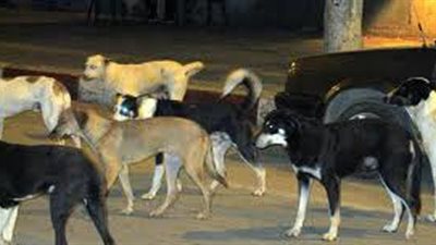 محافظ الجيزة عن انتشار الكلاب الضالة بمنشاة القناطر: «بكره تتعدل»