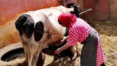 إصابات خطيرة بالوجه لربة منزل في الدقهلية بسبب جاموسة