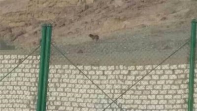 حيوان يشبه الأسد يثير الذعر بقرية في أسيوط