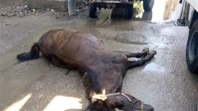 نفوق دابة بصعق كهربائي من أحد أعمدة الإنارة في الدقهلية