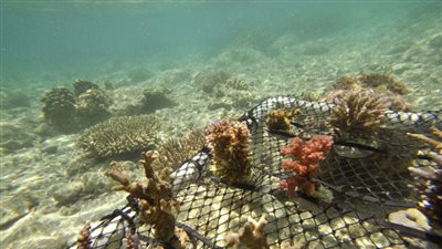 التكنولوجيا الحديثة تهدد بتدمير أنواع عديدة من الأسماك