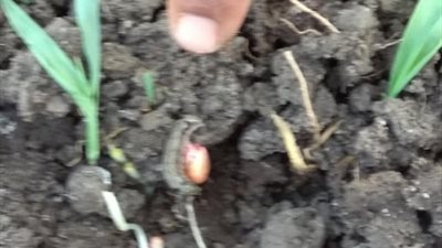 دودة القطن تأكل الأخضر واليابس في الدقهلية (فيديو)